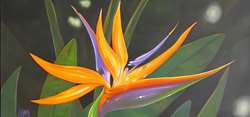 Bird of Paradise 18X36 